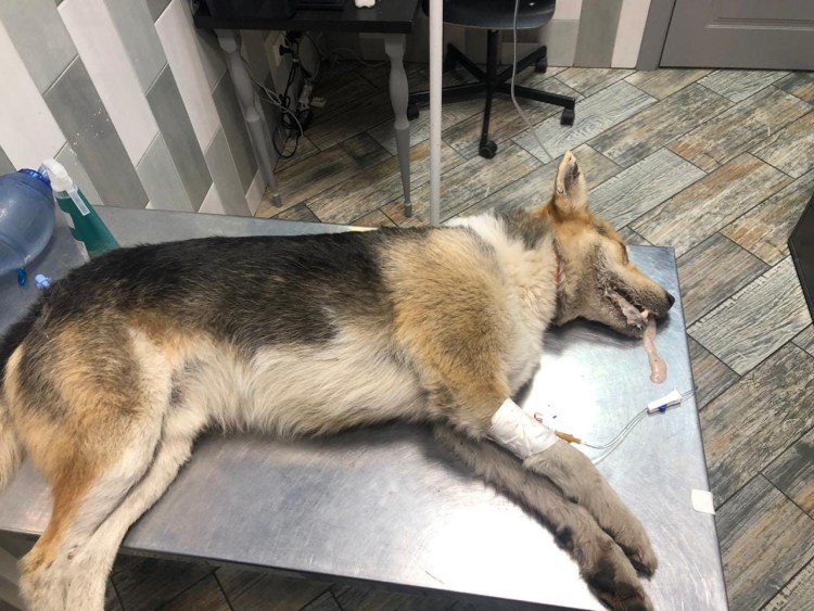 Спицы при переломе лапы