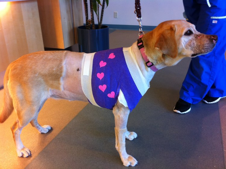 Лапки маленьких щенят