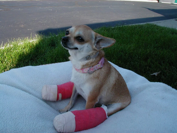 Дегенеративная миелопатия у собак