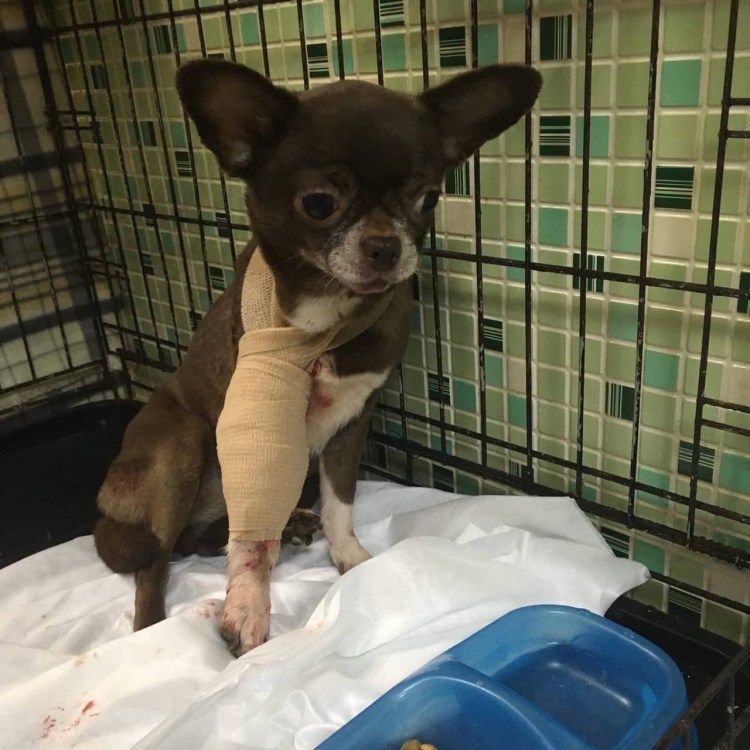 Собака у которой н видно ног