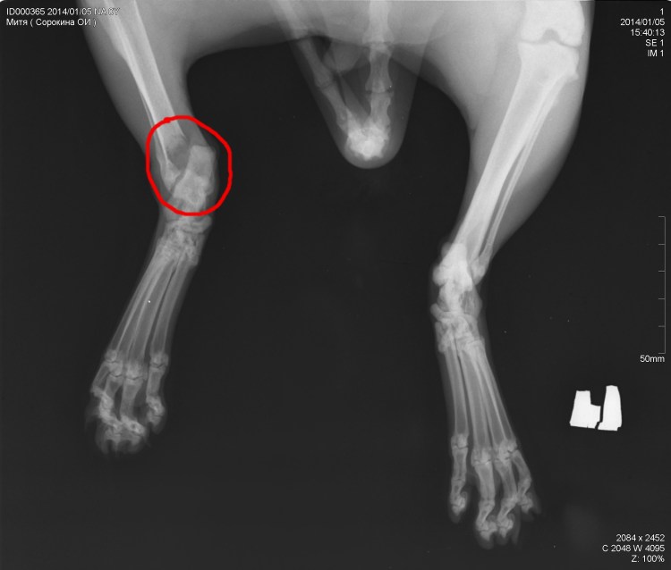 Дисплазия тазобедренных суставов у собак