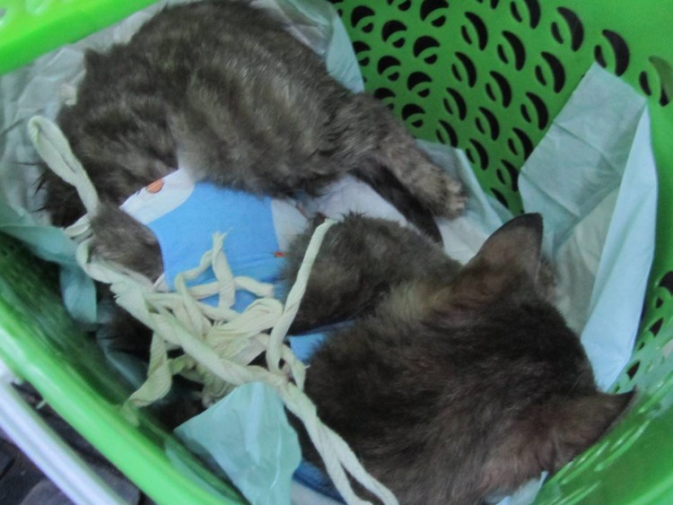 УЗИ по беременности собаки