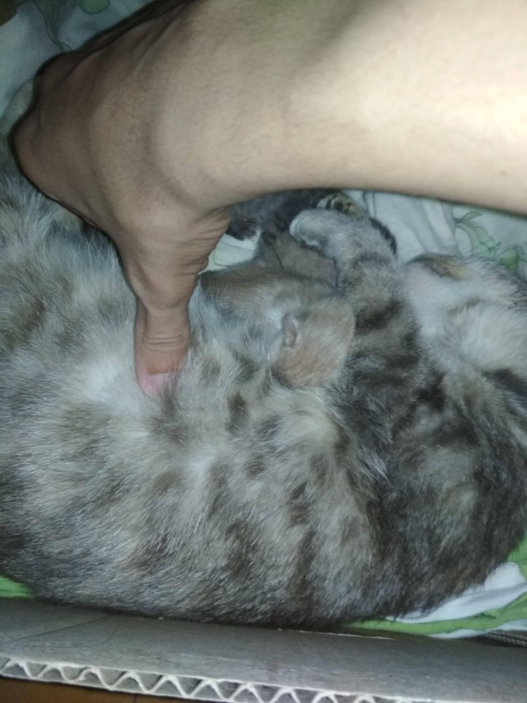 Живот у небеременной кошки