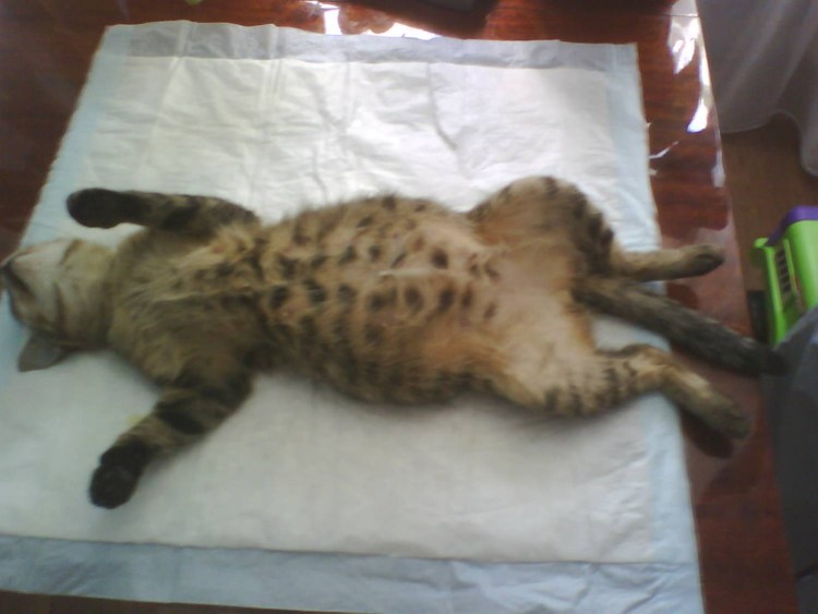 Беременная кошка 4 недели