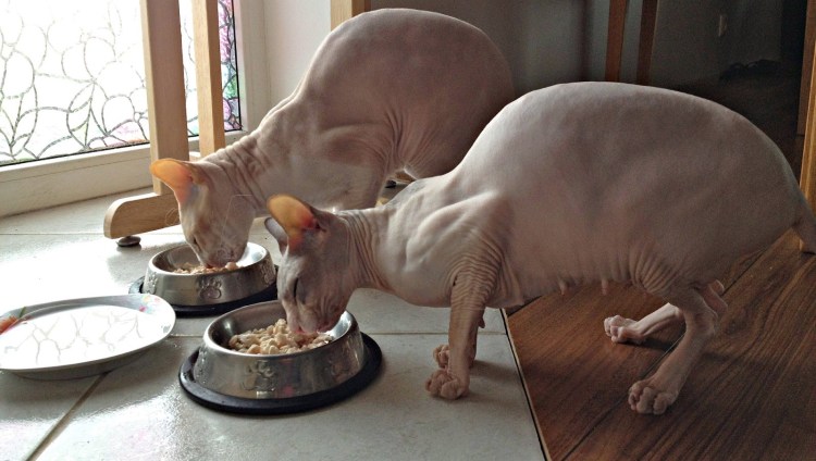 Беременная кошка рожает