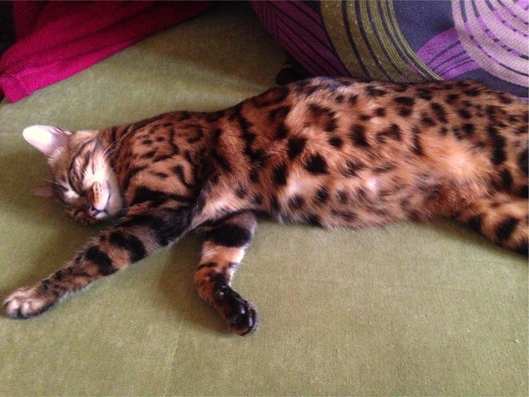 Канадский сфинкс толстый