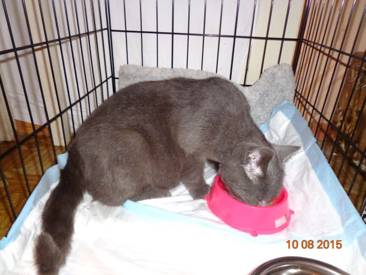 Беременный Бигль