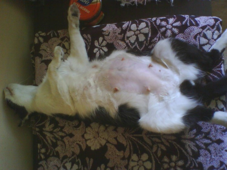 Срок беременности у кошек