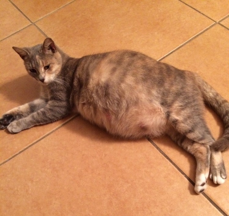 Срок беременности у кошек