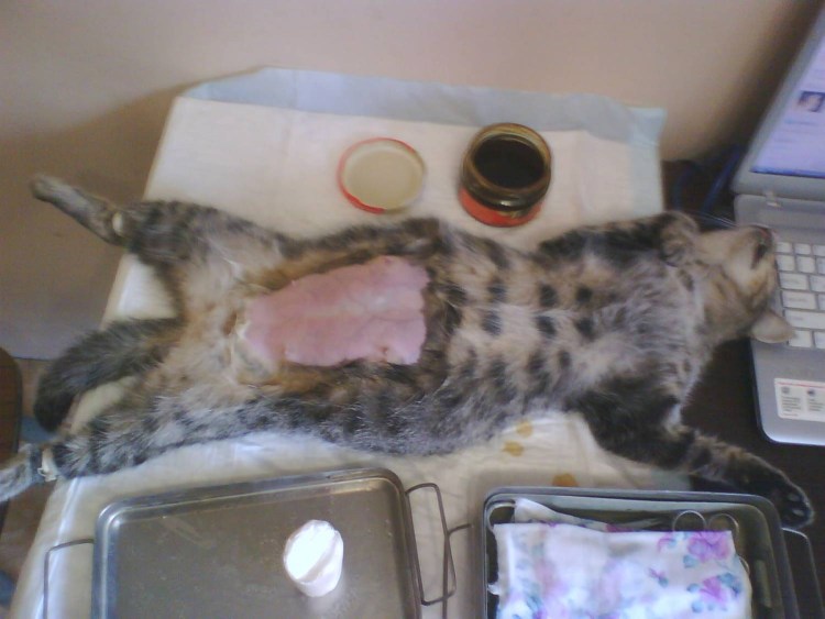 Беременность у кошек Продолжительность