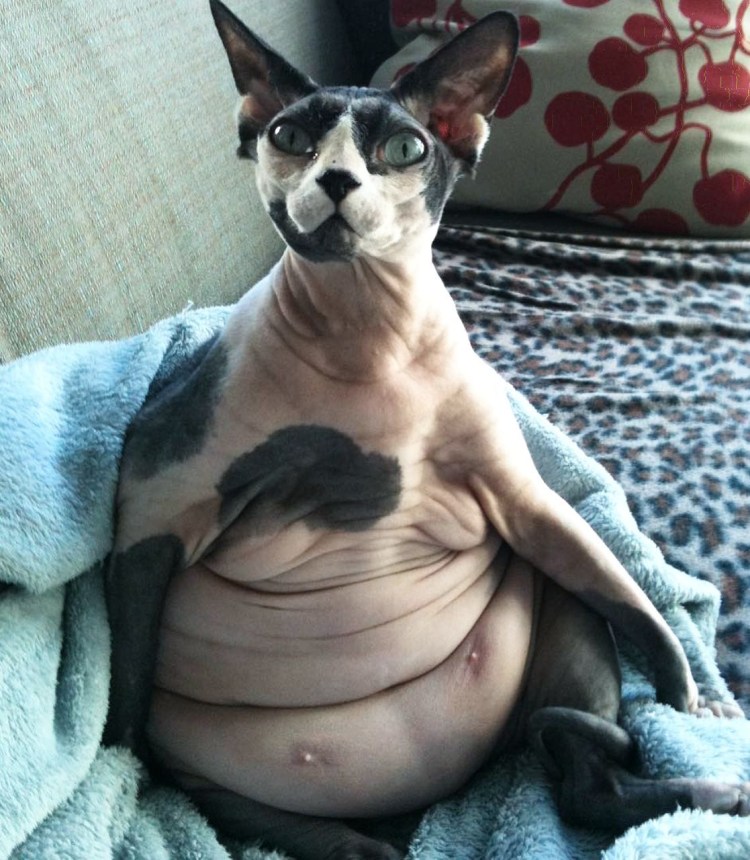 Как отличить кота от кошки в маленьком возрасте