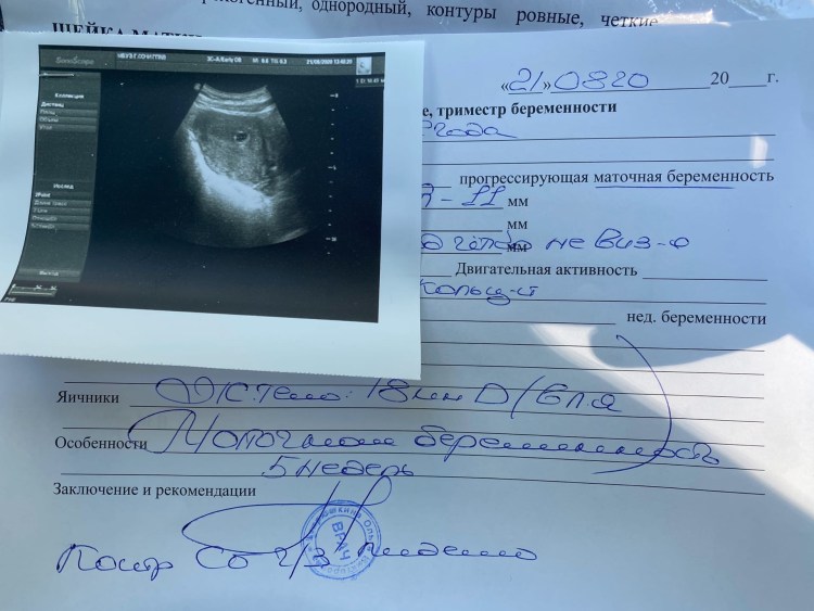 Беременные кошки с выбритым