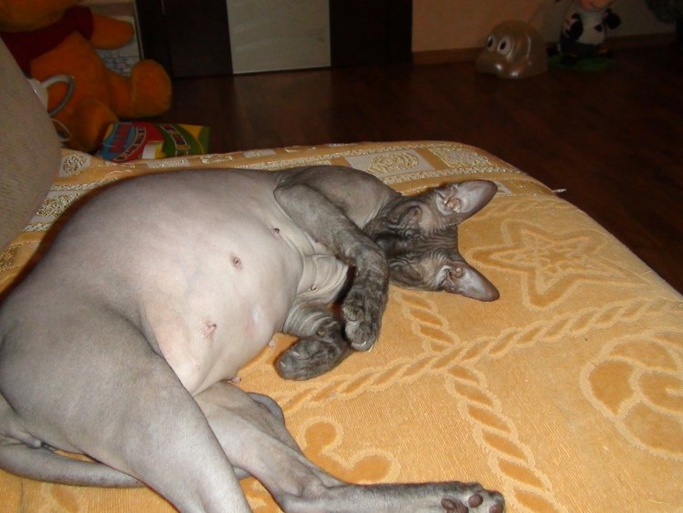 Беременные котики