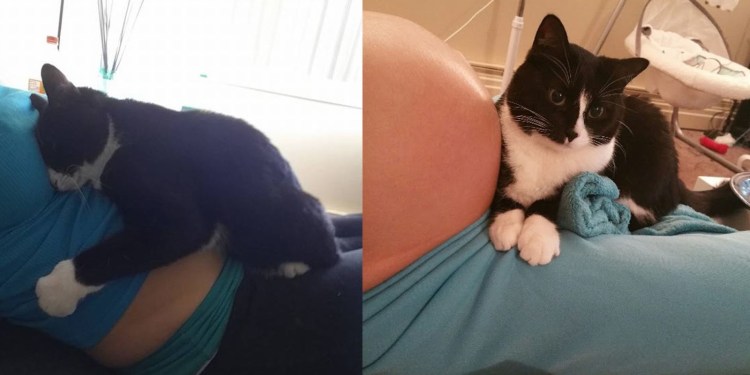 Живот беременной собаки