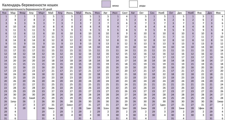 Механизм заражения токсоплазмозом