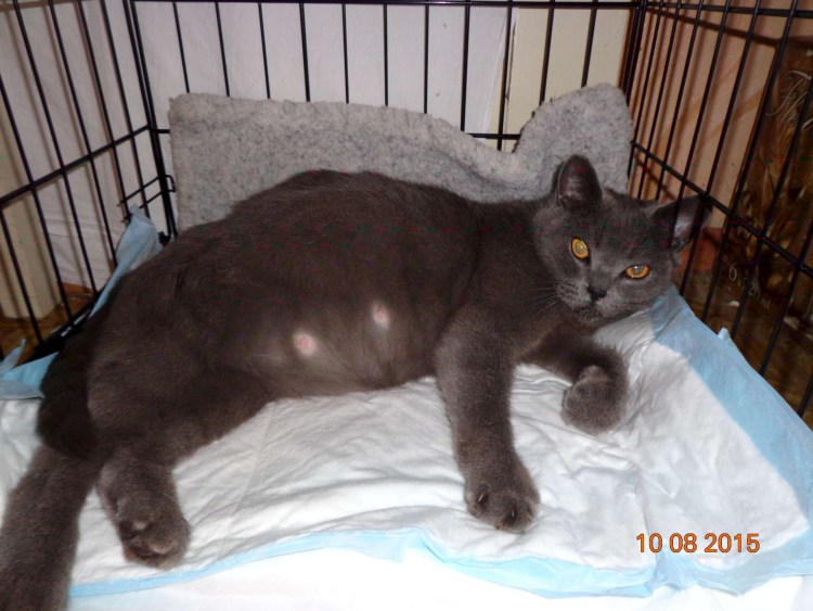 Коты и беременные женщины