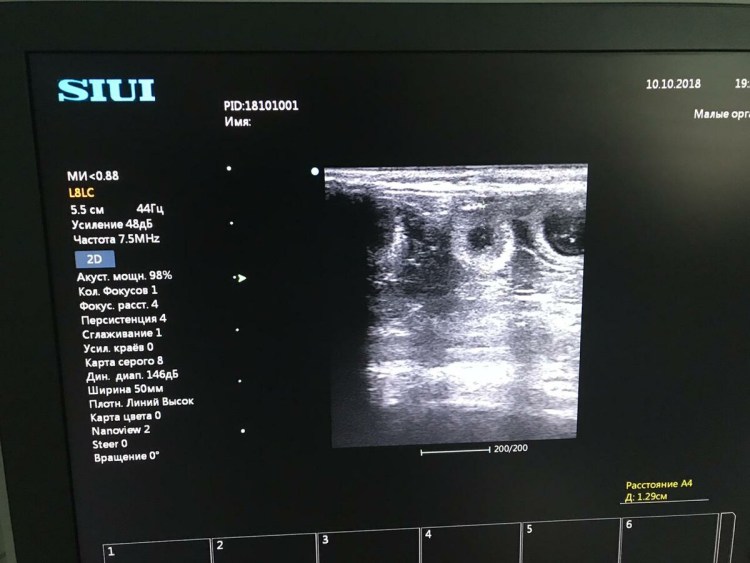 Ложная беременность у кошек
