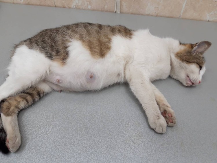 Беременная кошка рожает