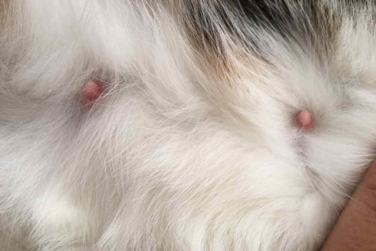 Кошка беременность срок таблица