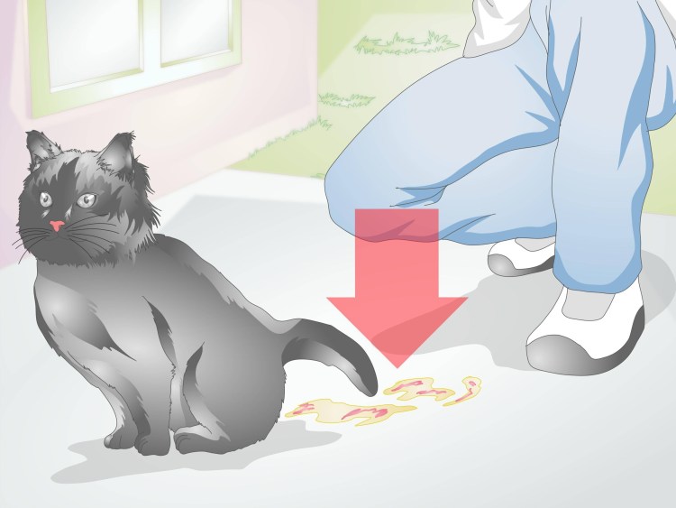 Живот беременной кошки