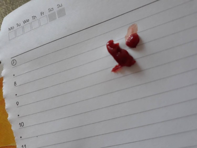 Беременный канадский сфинкс