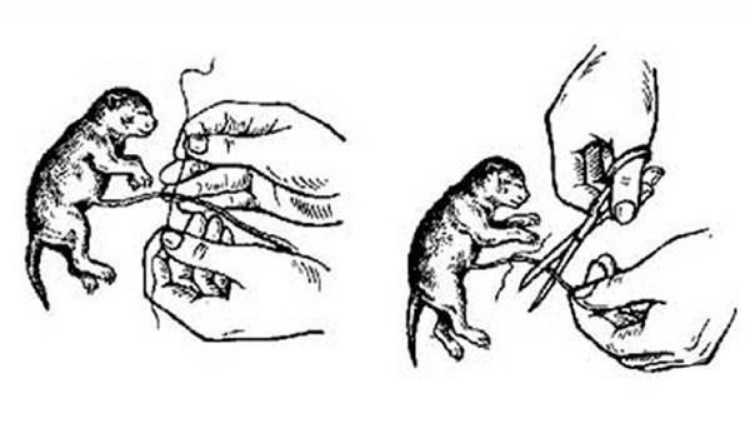 Рентген беременной кошки