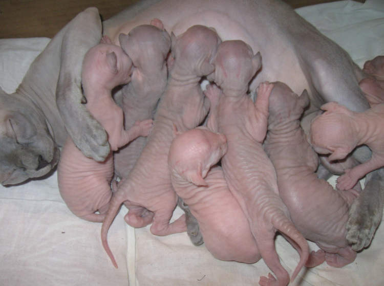 Перерезать пуповину котенку