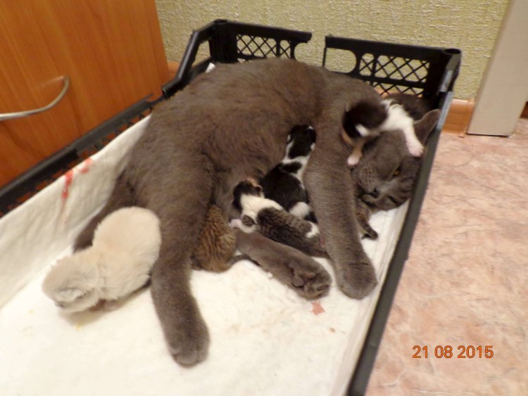 Беременные британские кошки