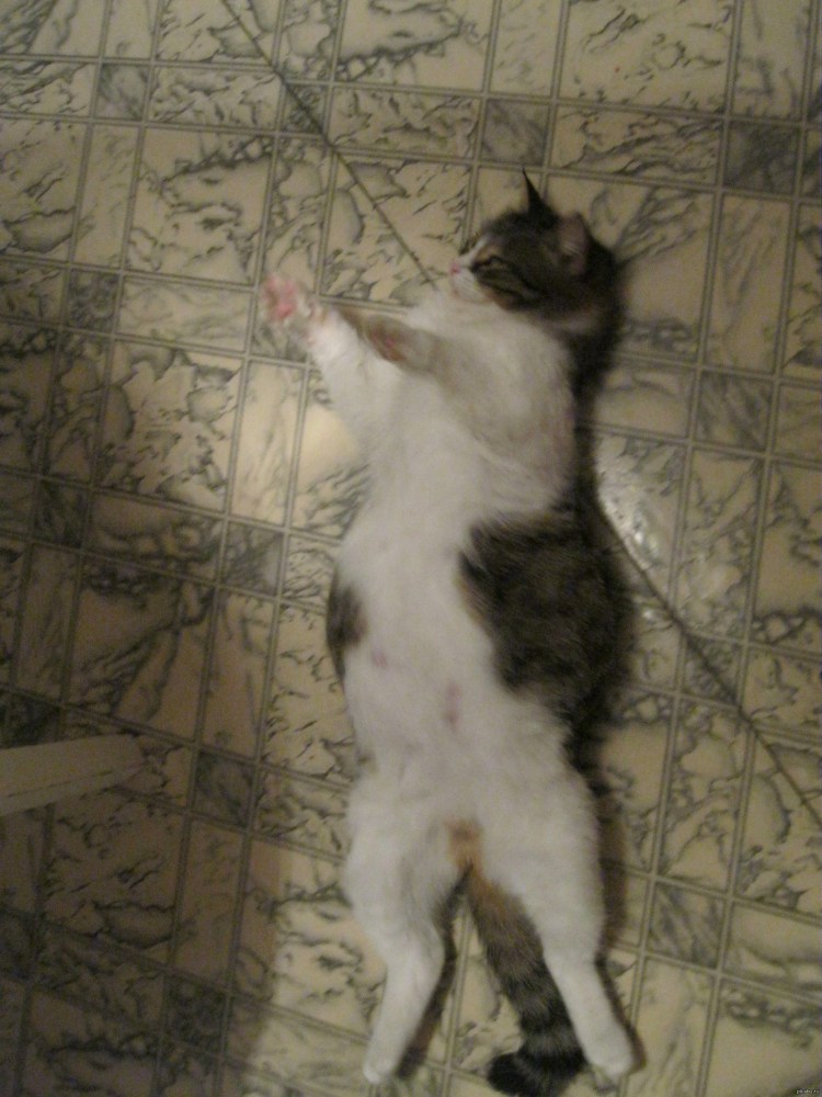 Что можно котятам