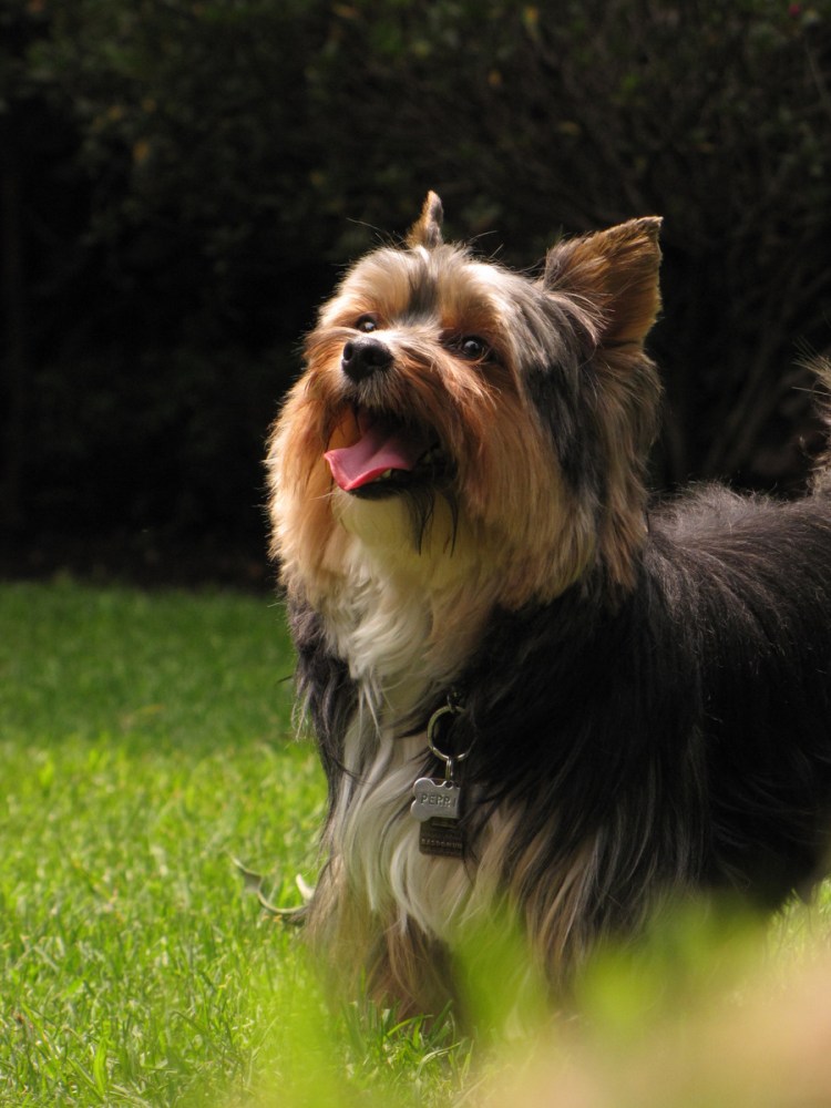 Йоркширский терьер переросток