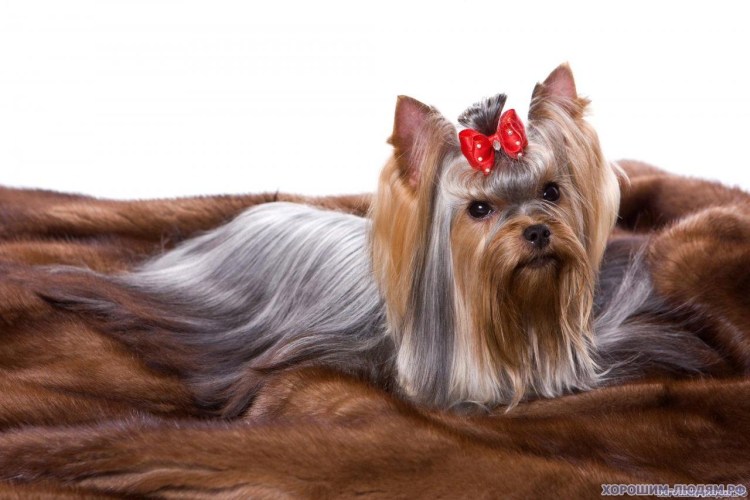 Йоркширский терьер чемпионы мира