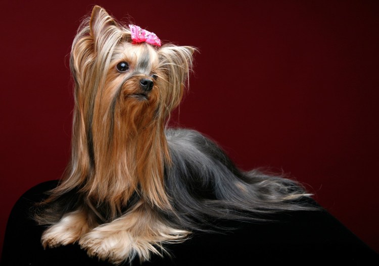 Йоркширский терьер стандарт