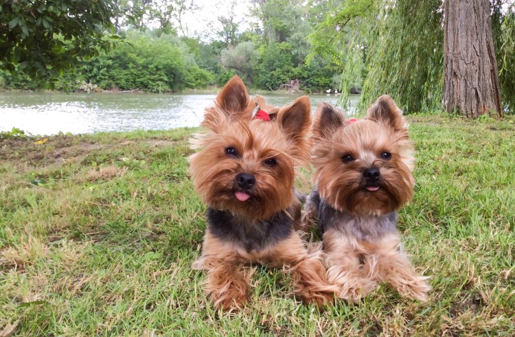 Два йоркширских терьера