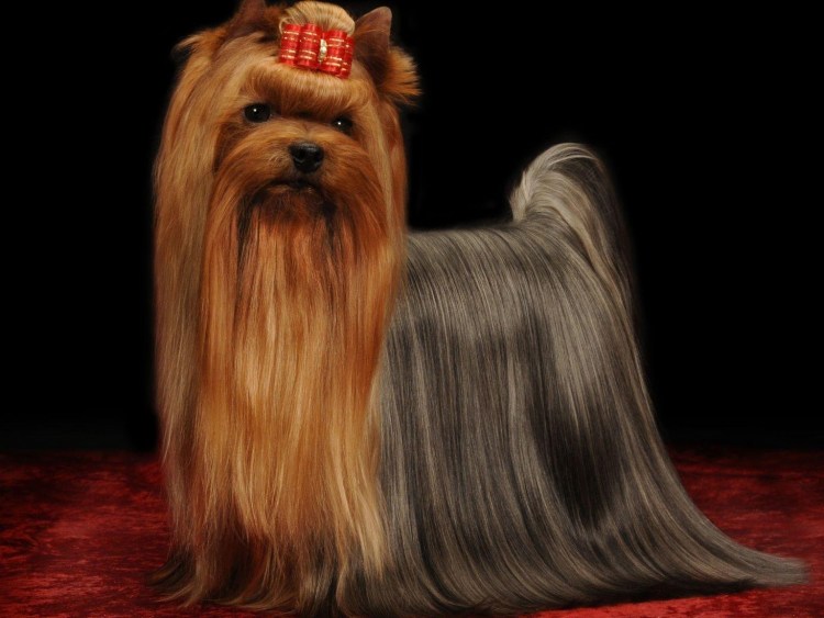 Голден Йоркширский терьер