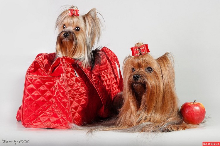 Гламурный Йоркширский терьер