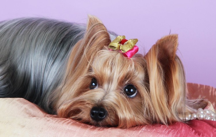 Лысый Йоркширский терьер