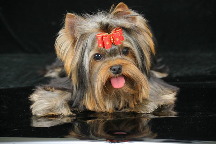 Происхождение йоркширского терьера