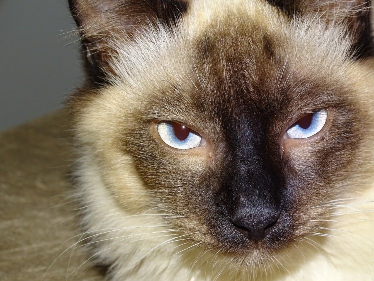 Райская кошка Ре поинт