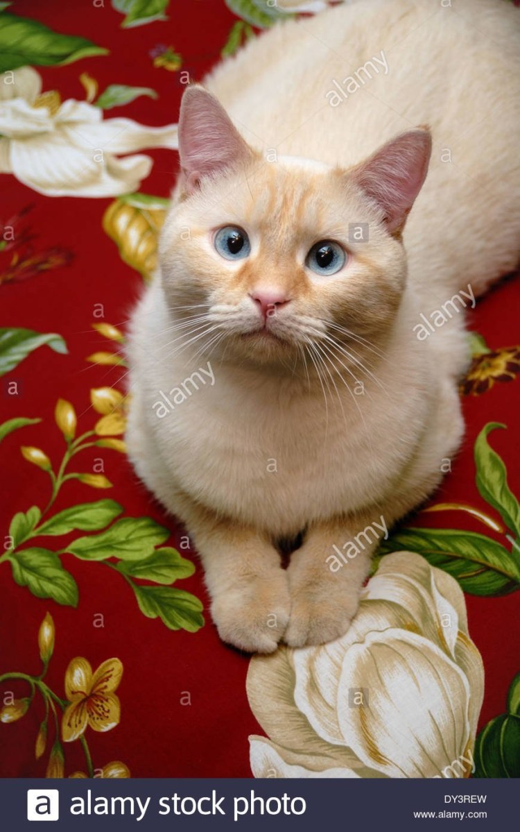 Тайский кот ред поинт