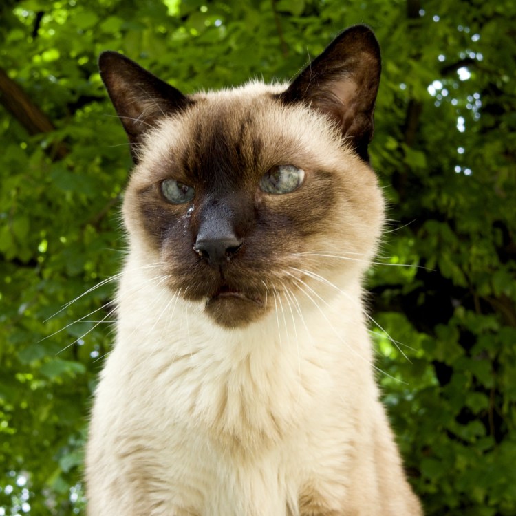 Старая Сиамская кошка