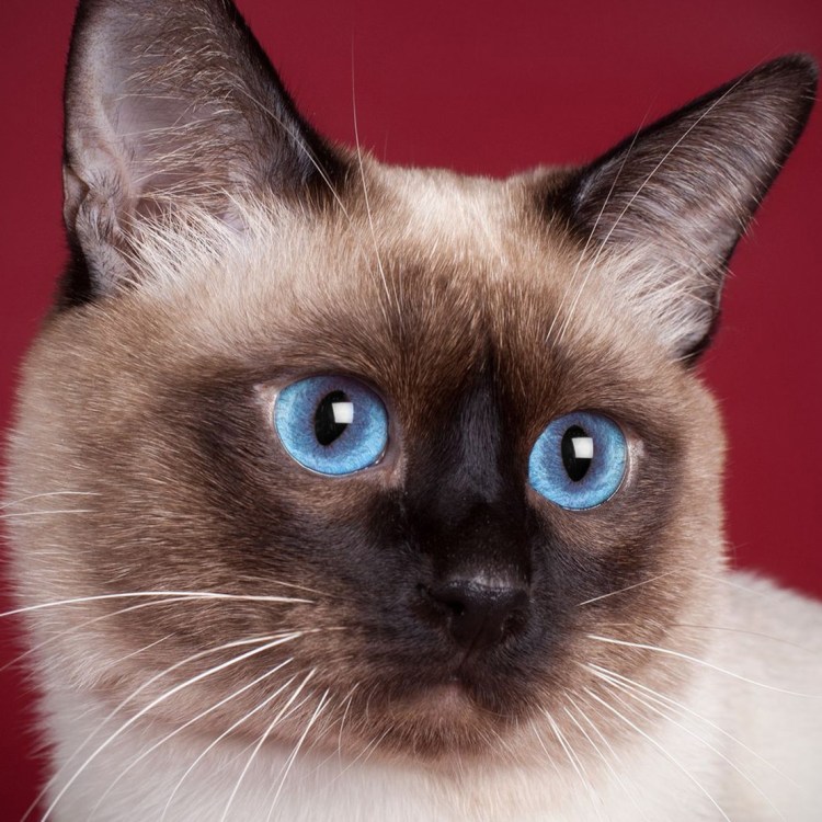 Злой сиамский кот