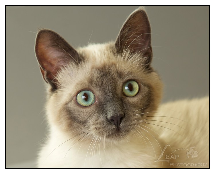 Королевская Сиамская кошка