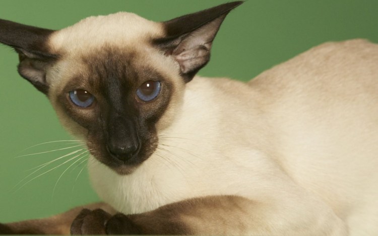 Сиамский бобтейл