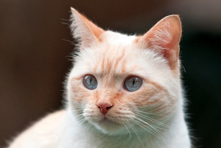 Королевский сиамский кот