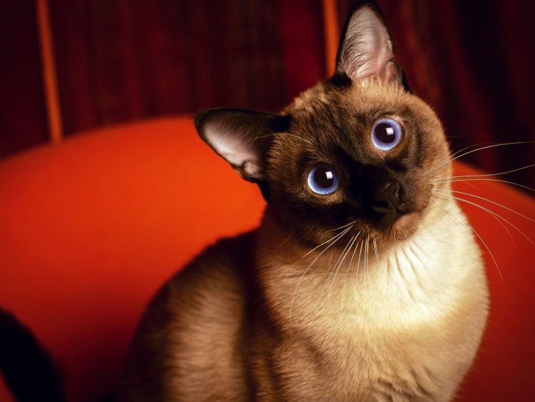 Сиамская кошка гетерохромия