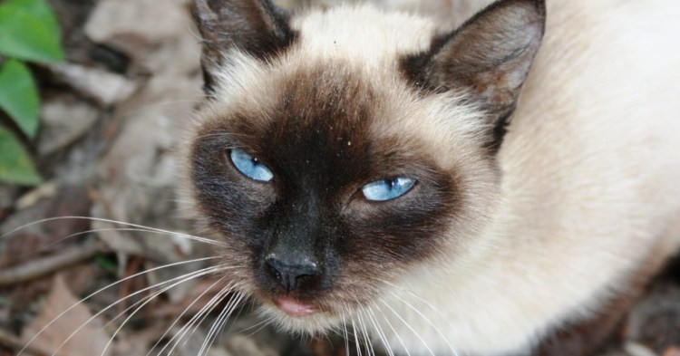 Королевская Сиамская кошка