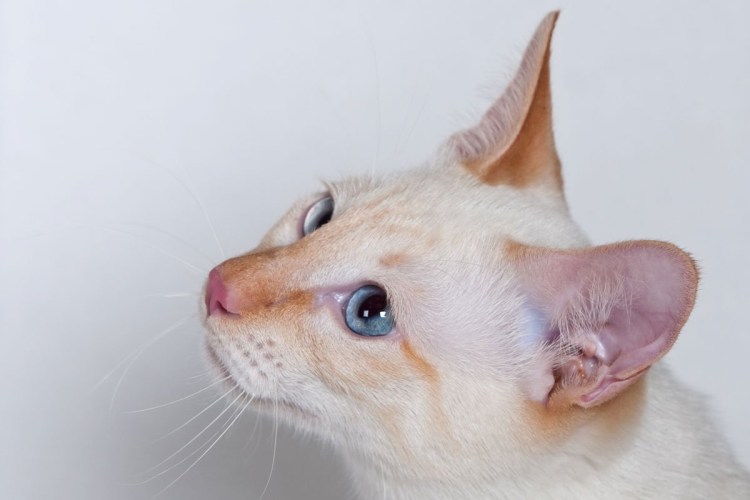 Сиамская кошка альбинос