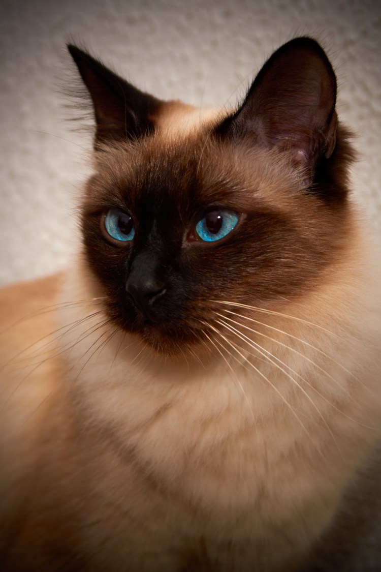 Сиамская кошка с красными глазами