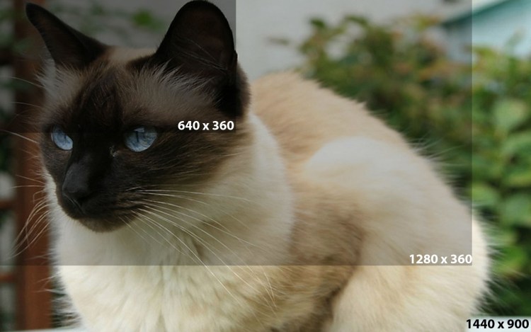 Новогодний кот на рабочий стол