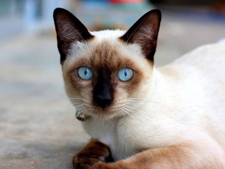 Сиамские кошки умные